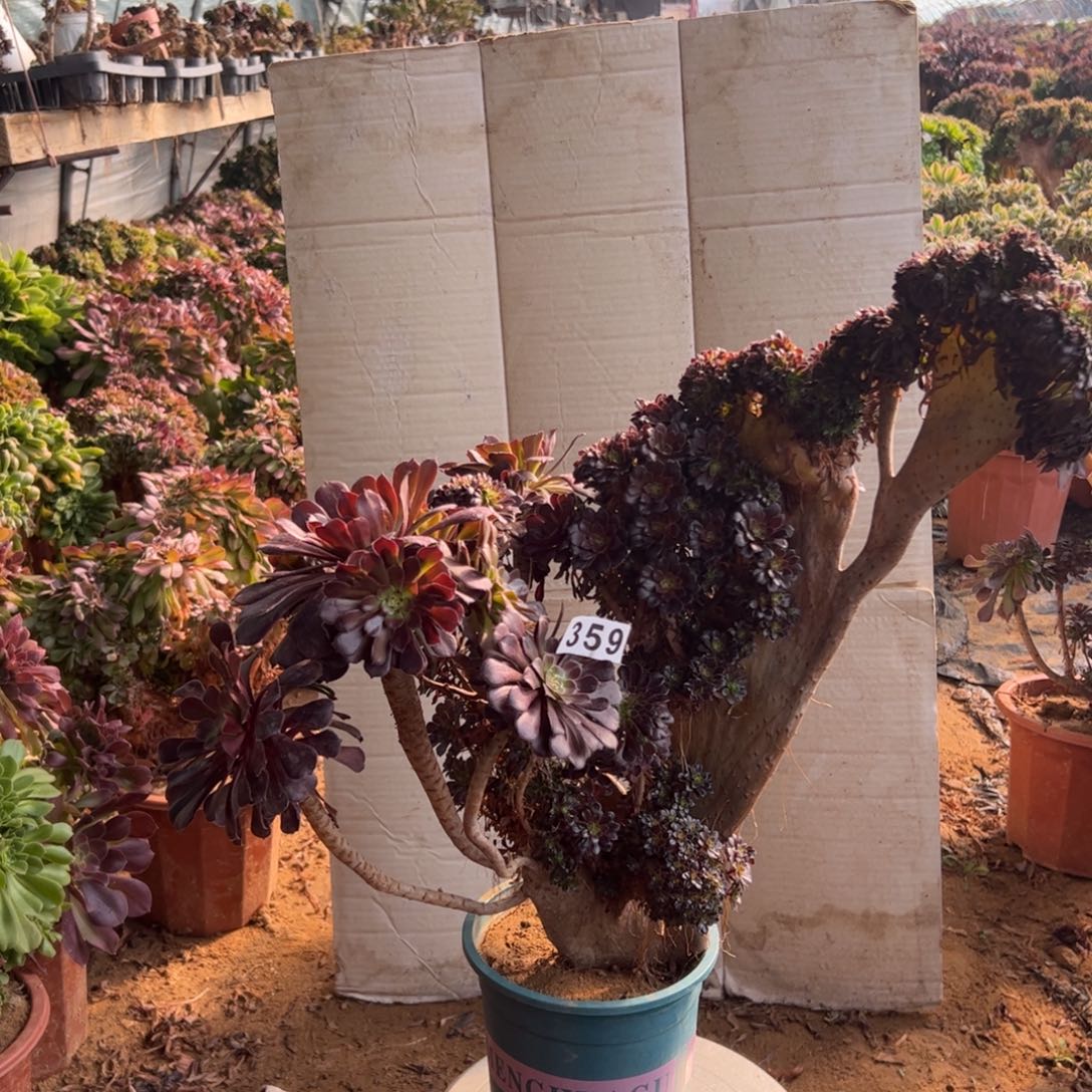 有伤铜壶朵朵359高47