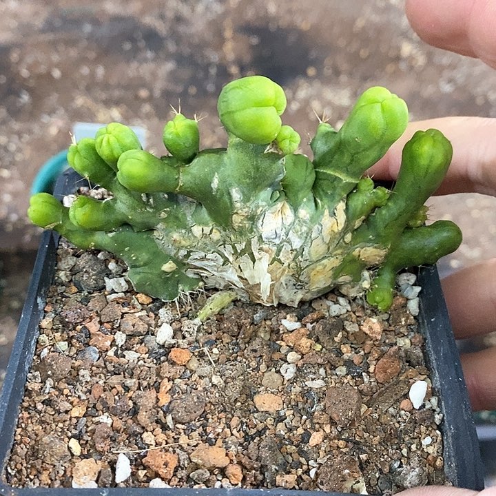 孤品自根多头连体程程柱造型感