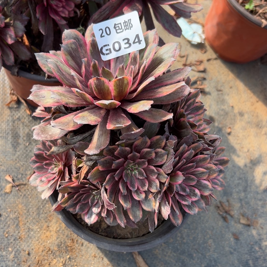 034紫霞仙子，满20包邮