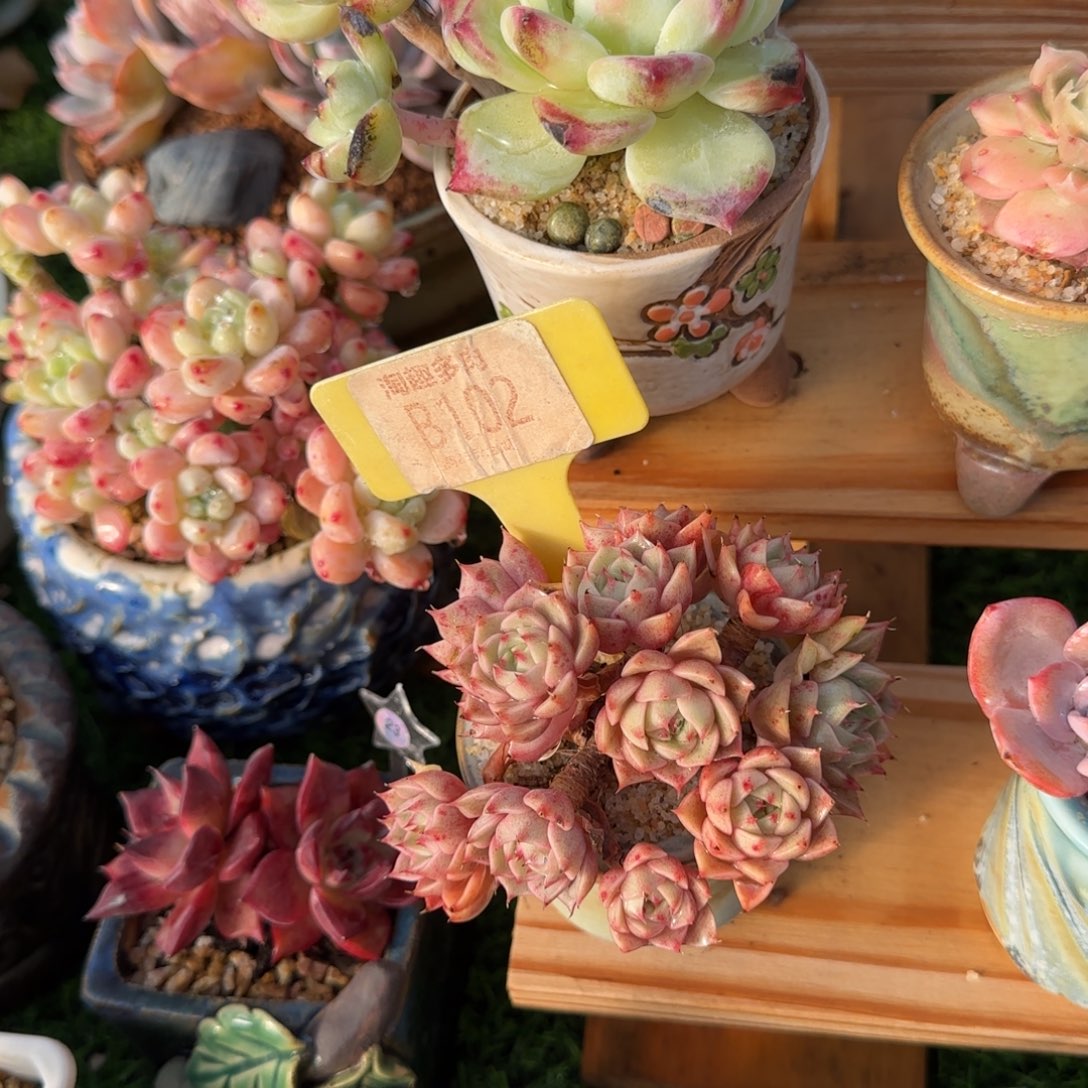 莫***斯多肉植物黄金本巴蒂丝哇塞