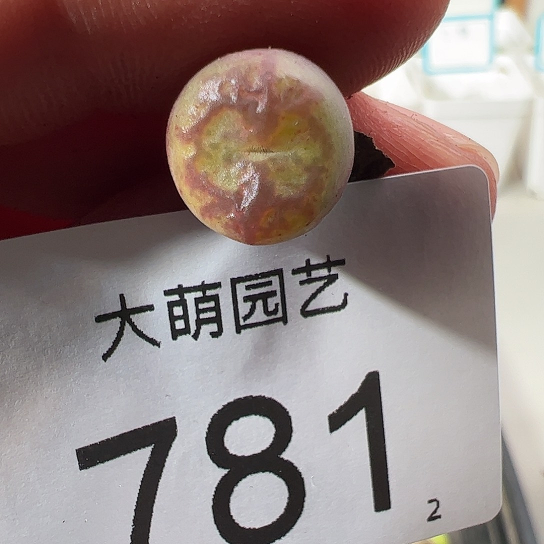 0000781 一物一拍……