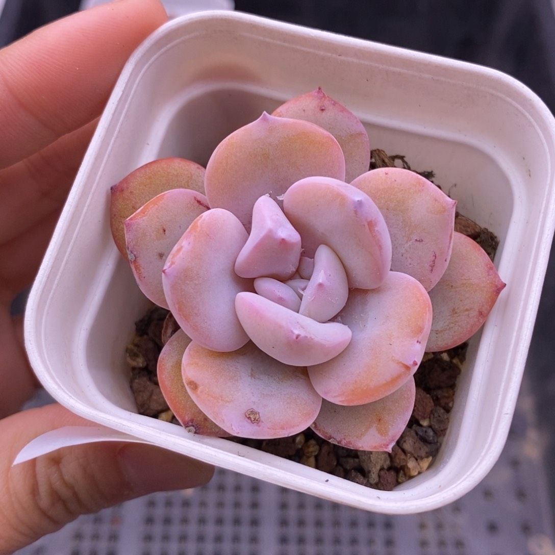 【闪购商品】20-182