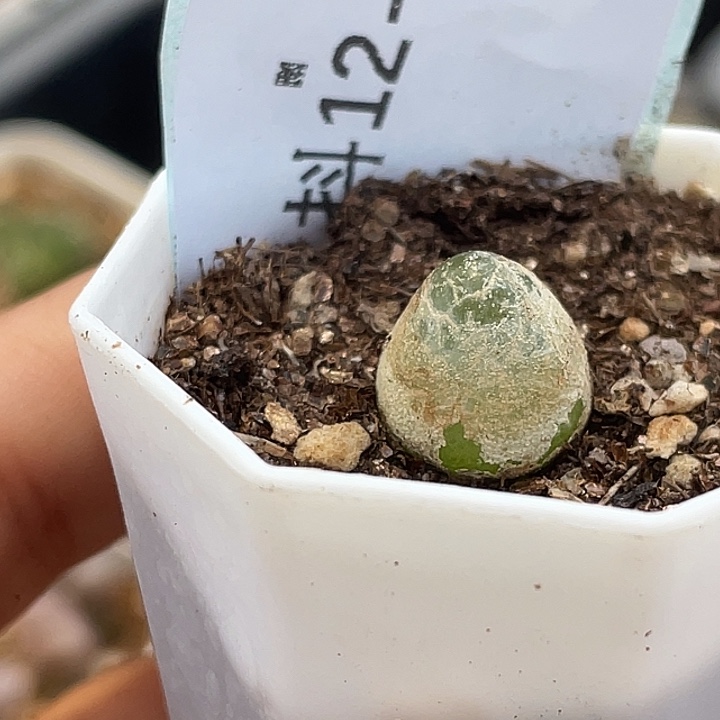 12-8灯泡多肉植物