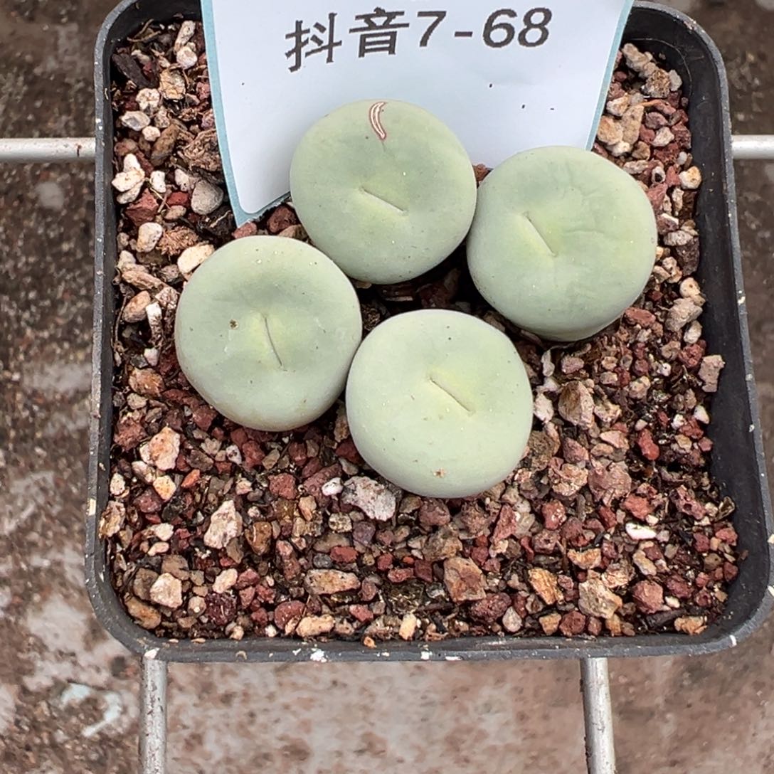 7-68肉锥多肉植物