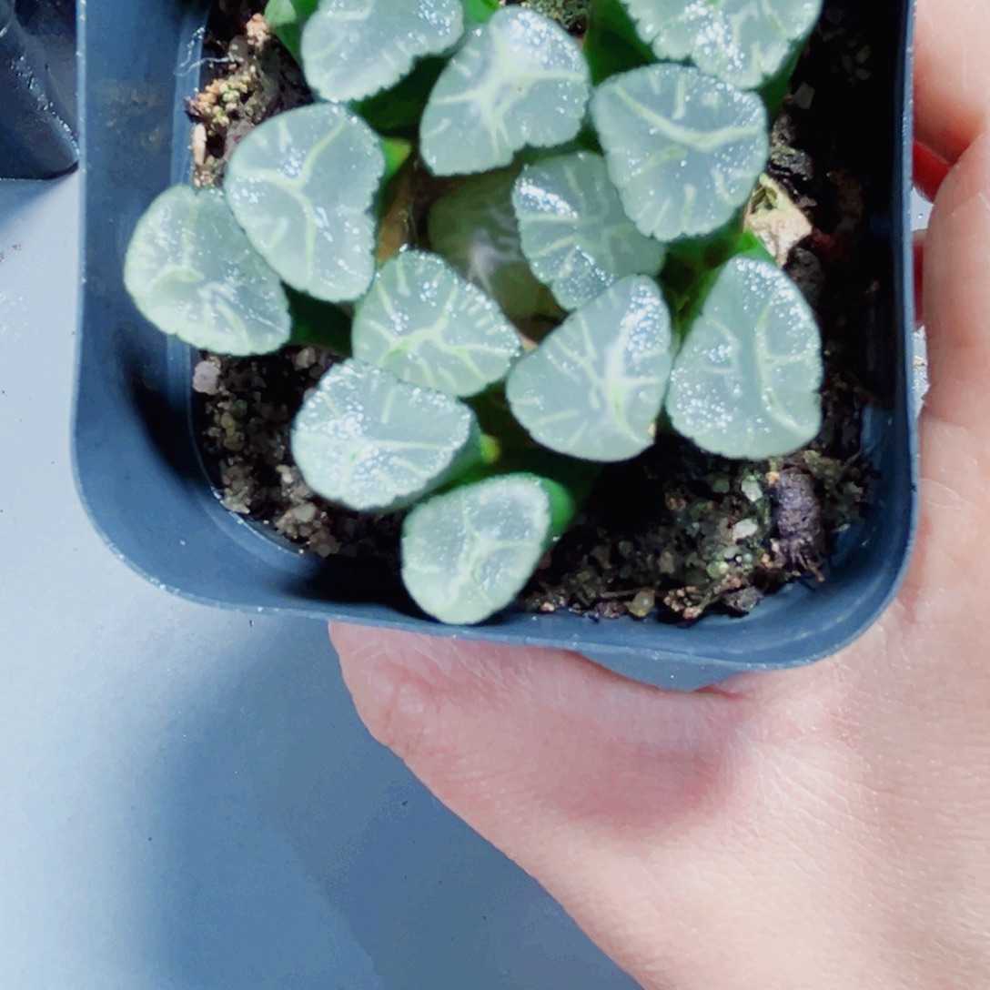 火烧云万象多肉植物6666