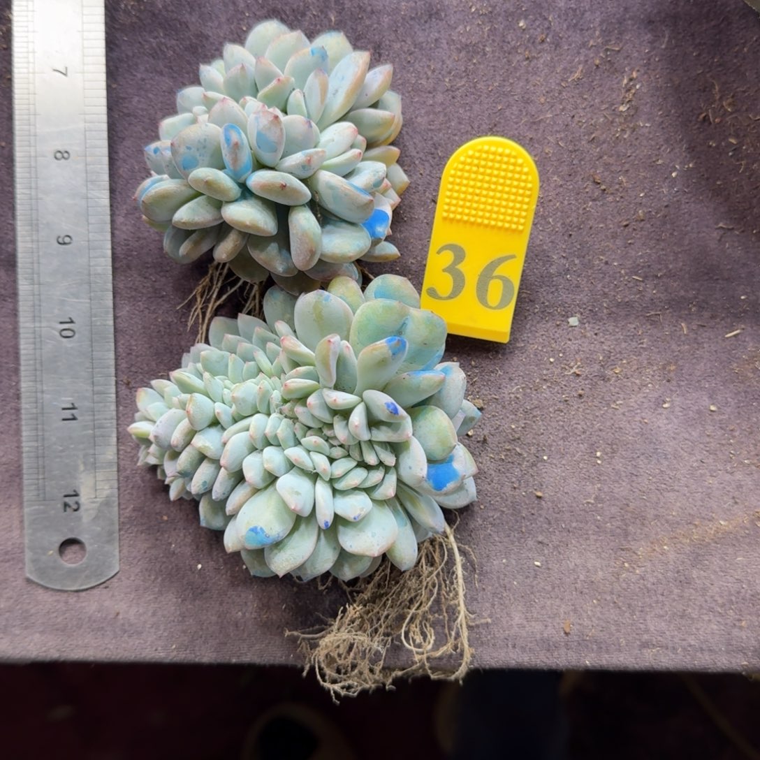 青****两颗星影缀化一物一拍36