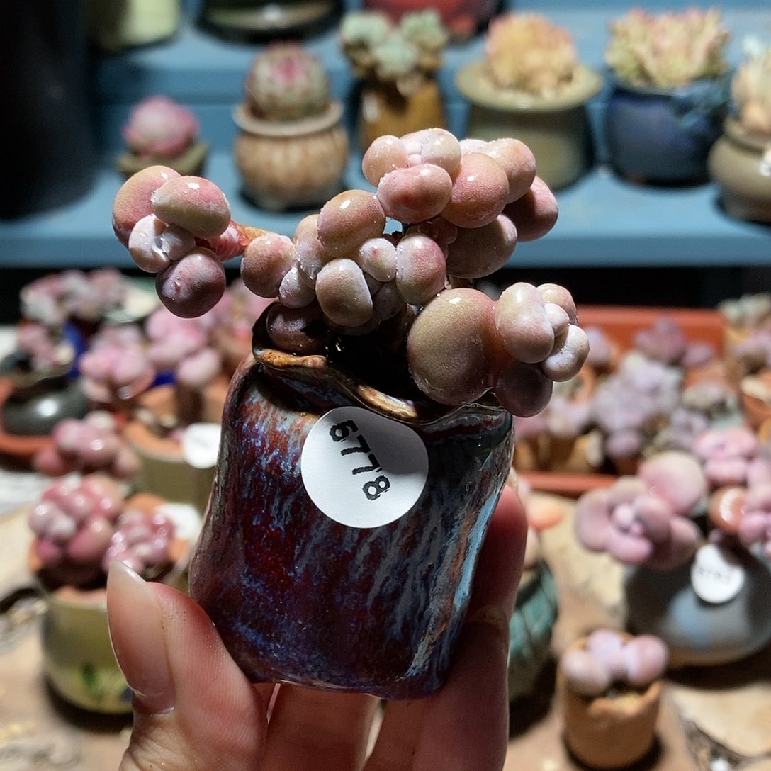 5778糖果腰子蛋带盆土