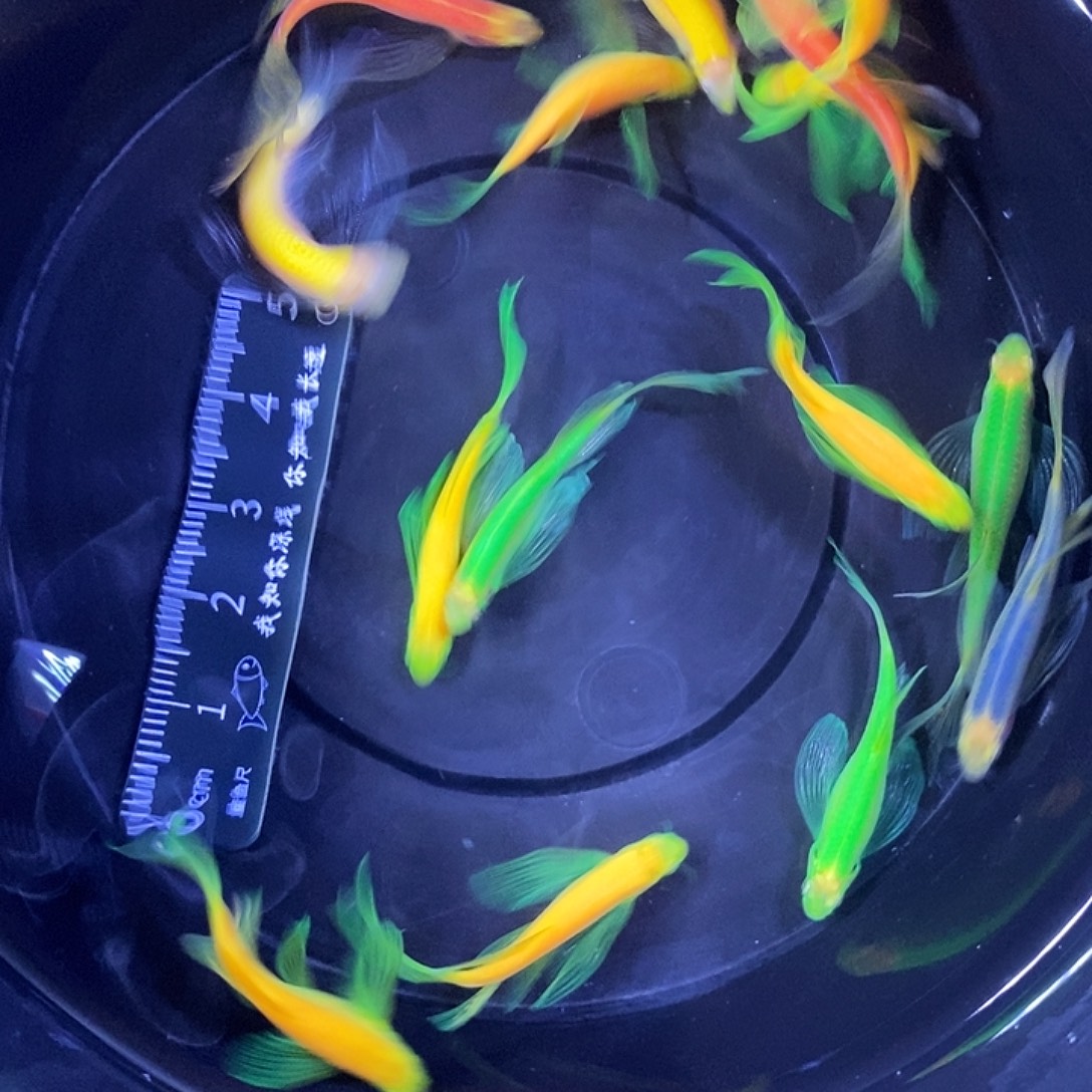 斑马鱼蝶翼斑马3.5厘米15条