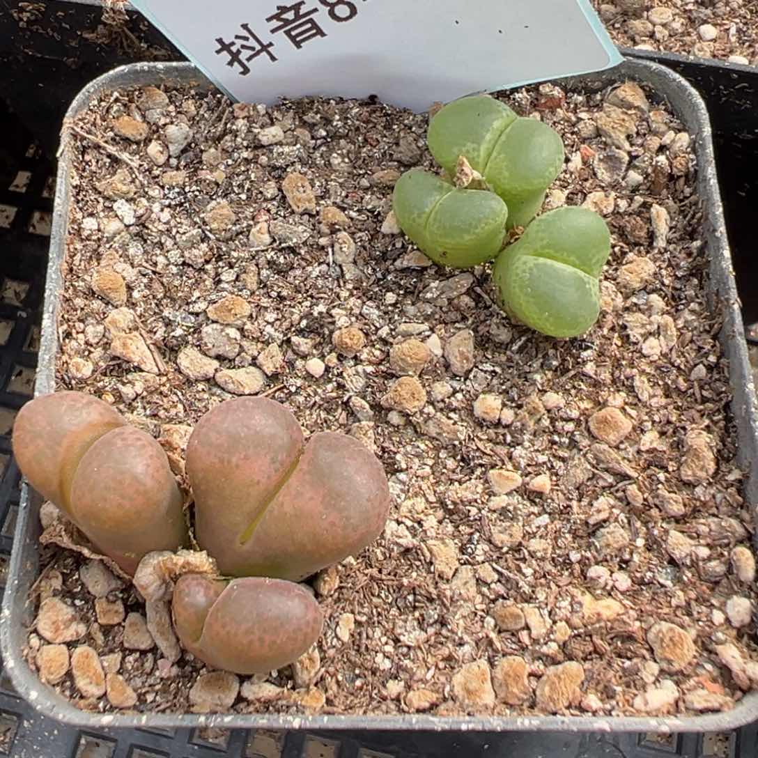 8-55肉锥多肉植物，