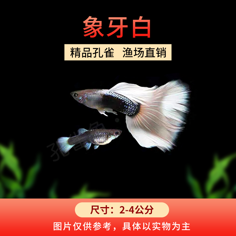 象牙白孔雀鱼小型热带观赏鱼新手好养耐活活体可繁殖孔雀鱼推荐