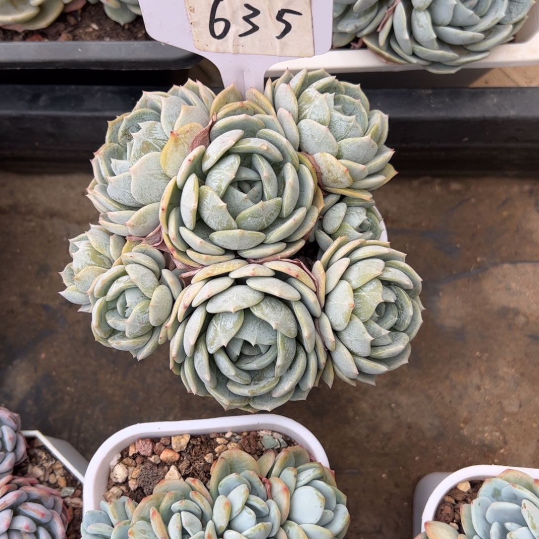 A****ゞ635号多肉植物