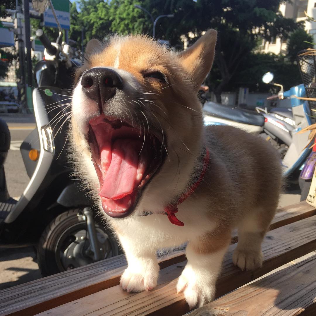 活体运费专属链接