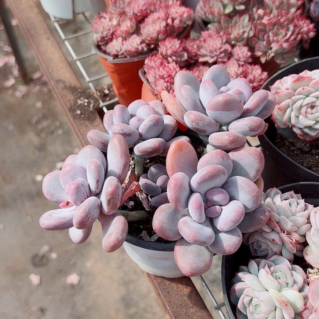 桃美人多头造型精品