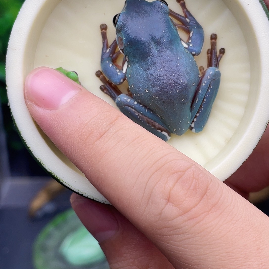 老爷树蛙15号紫蓝