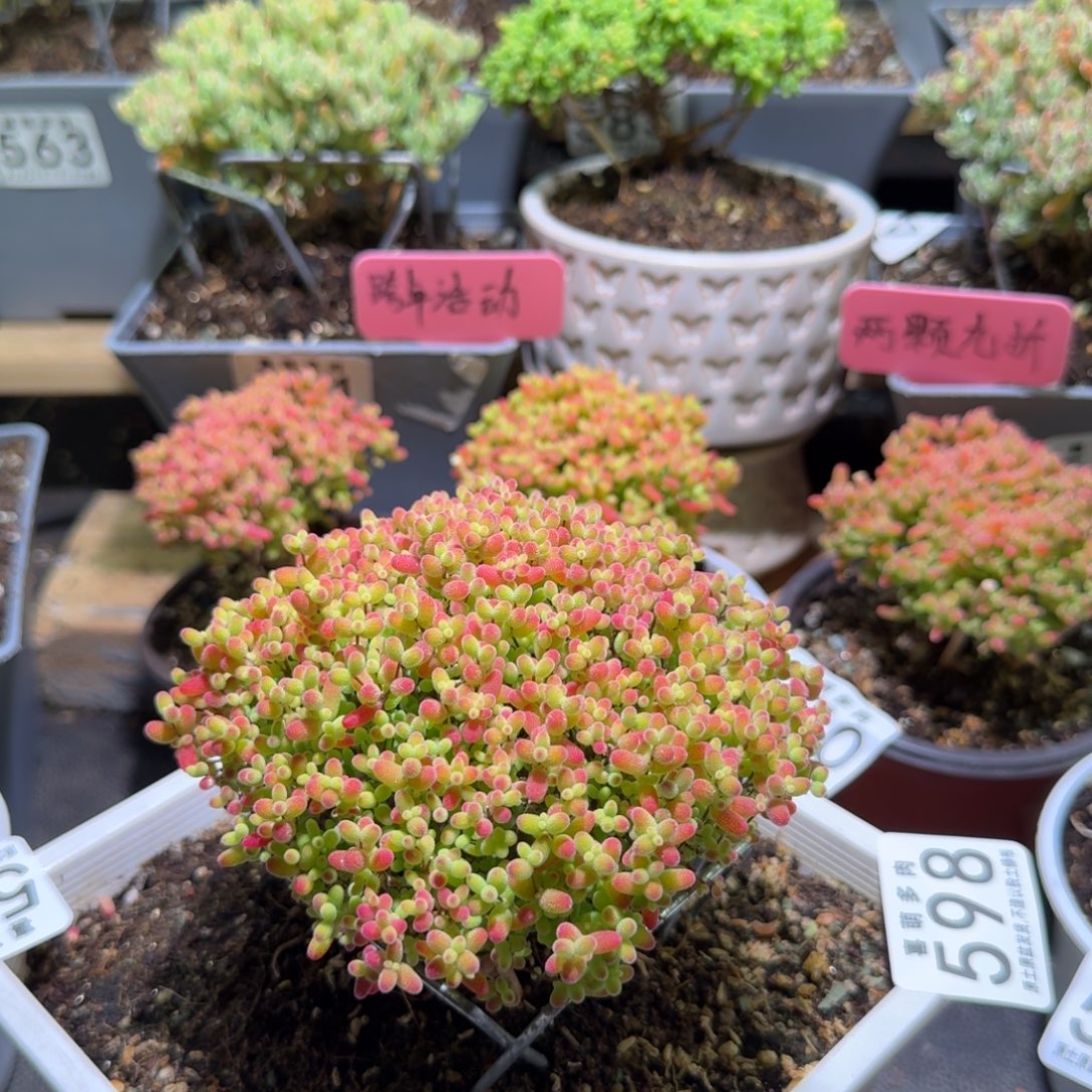 枝干番杏蜜橘糖球597