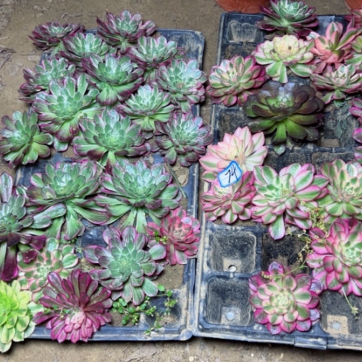 【闪购商品】多肉植物22颗小苗74