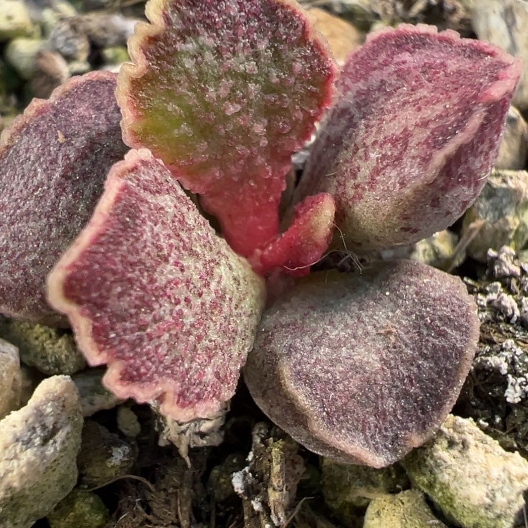 花斑款实生新品多肉植物水泡