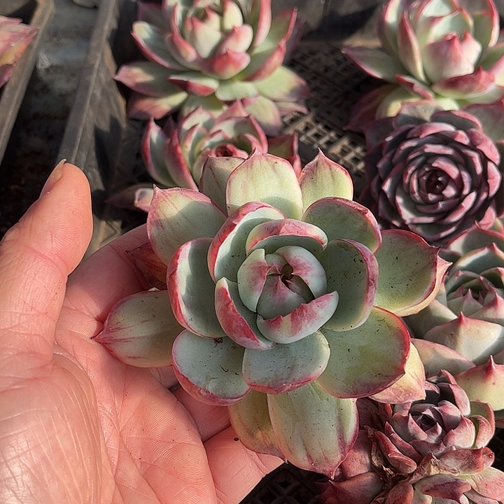 惊鸿仙子多肉植物4505