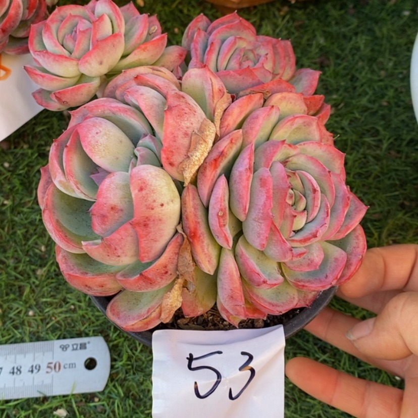 【闪购商品】锦*多肉植物