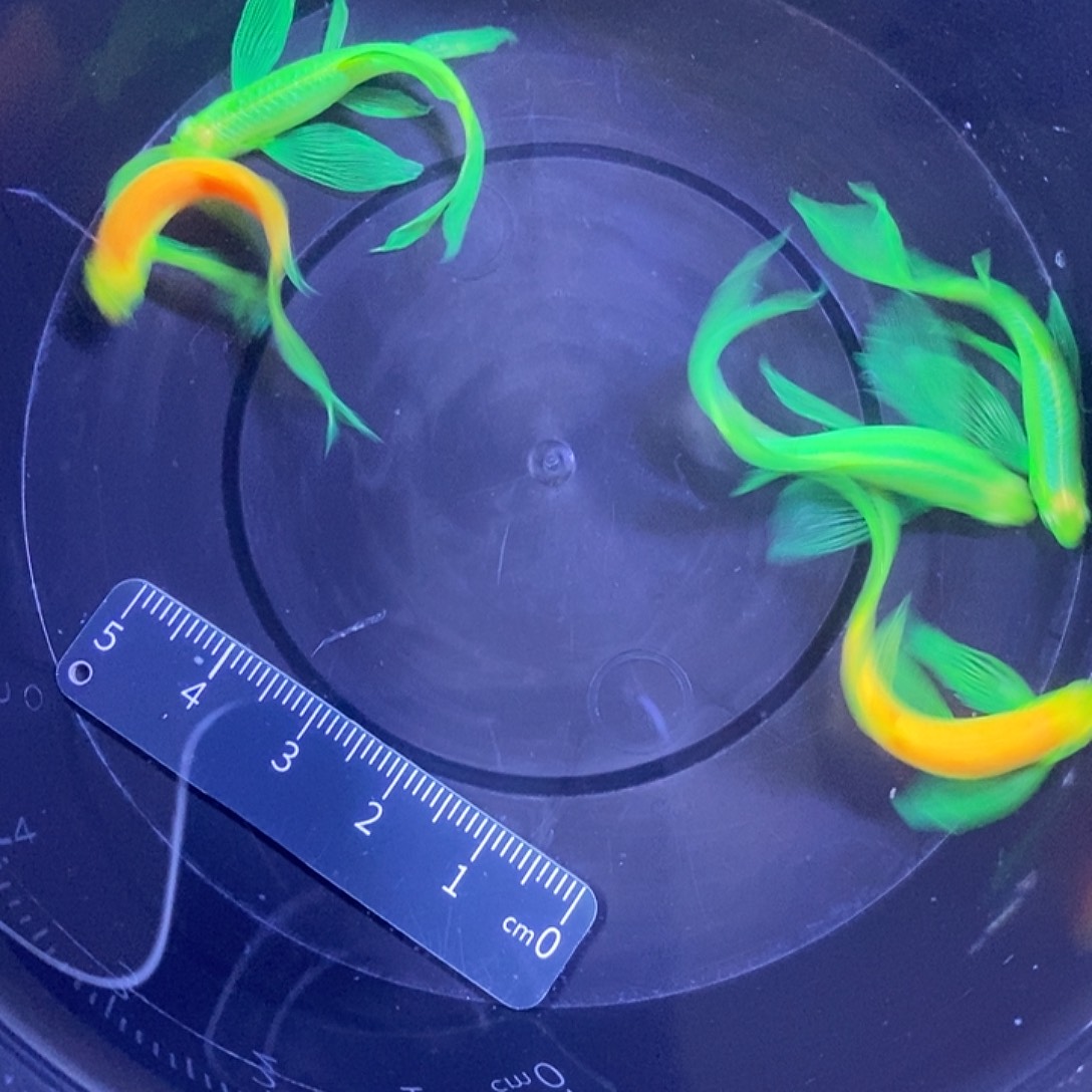 斑马鱼蝶翼斑马4厘米以上5条