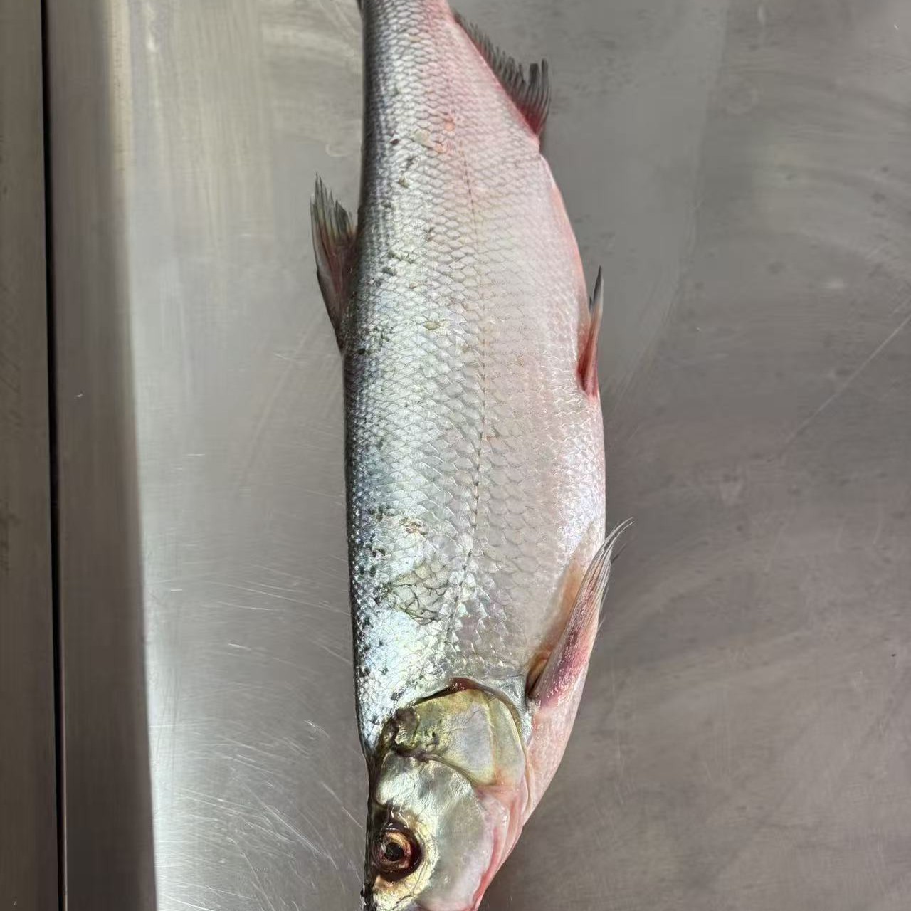 翘嘴岛子大白鱼（五斤两条）