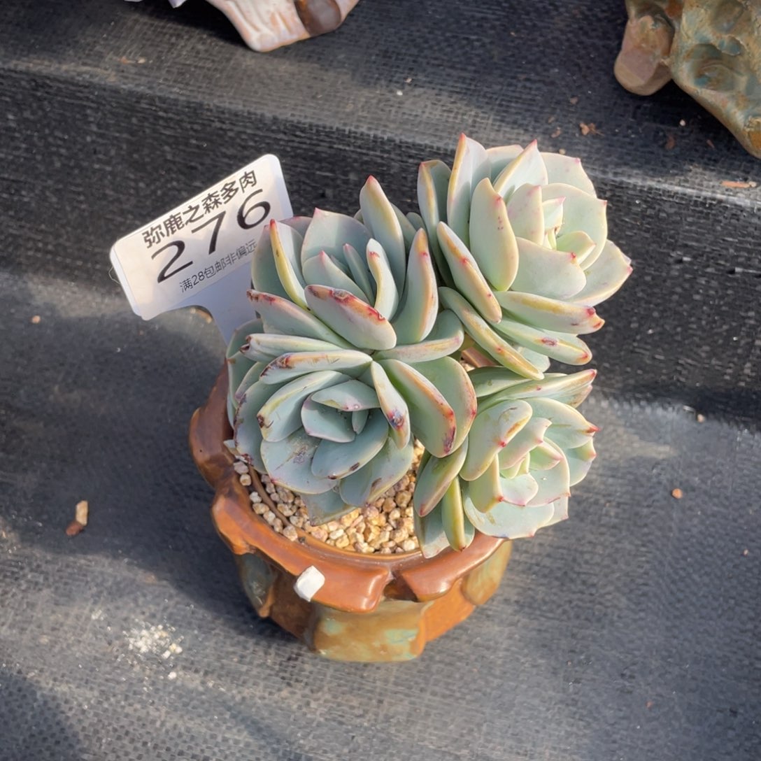 弥鹿之森多肉0276