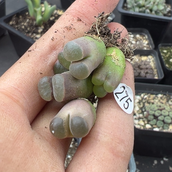 275号这颗多肉有点好看