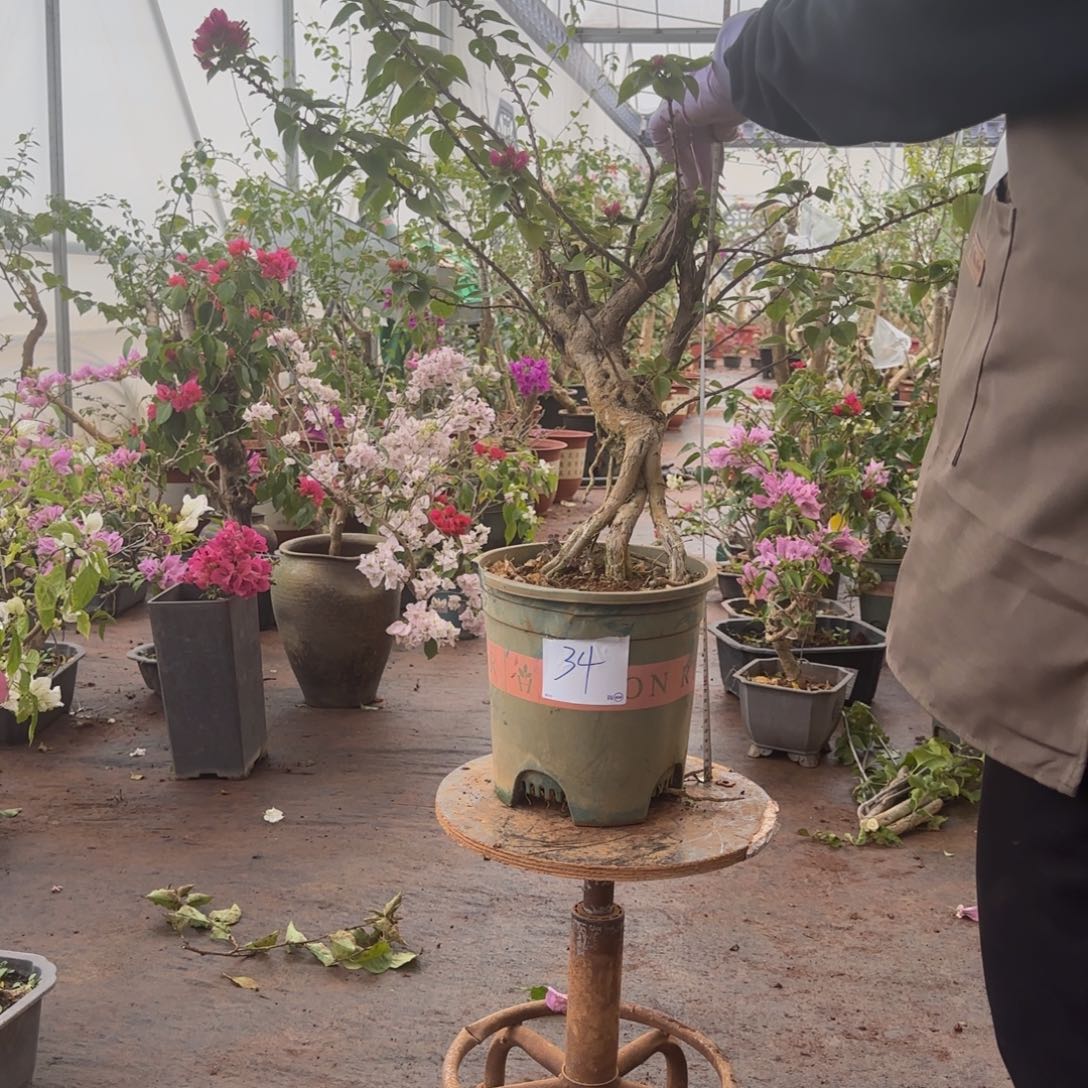 大部分开放少量花苞小桃红 34脱