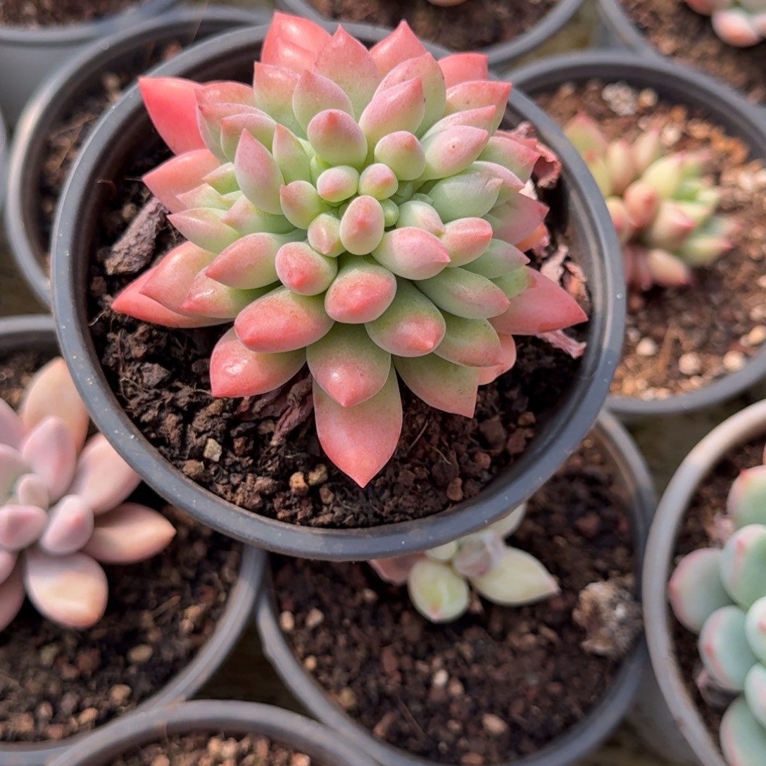 寄养在自己身边就很难