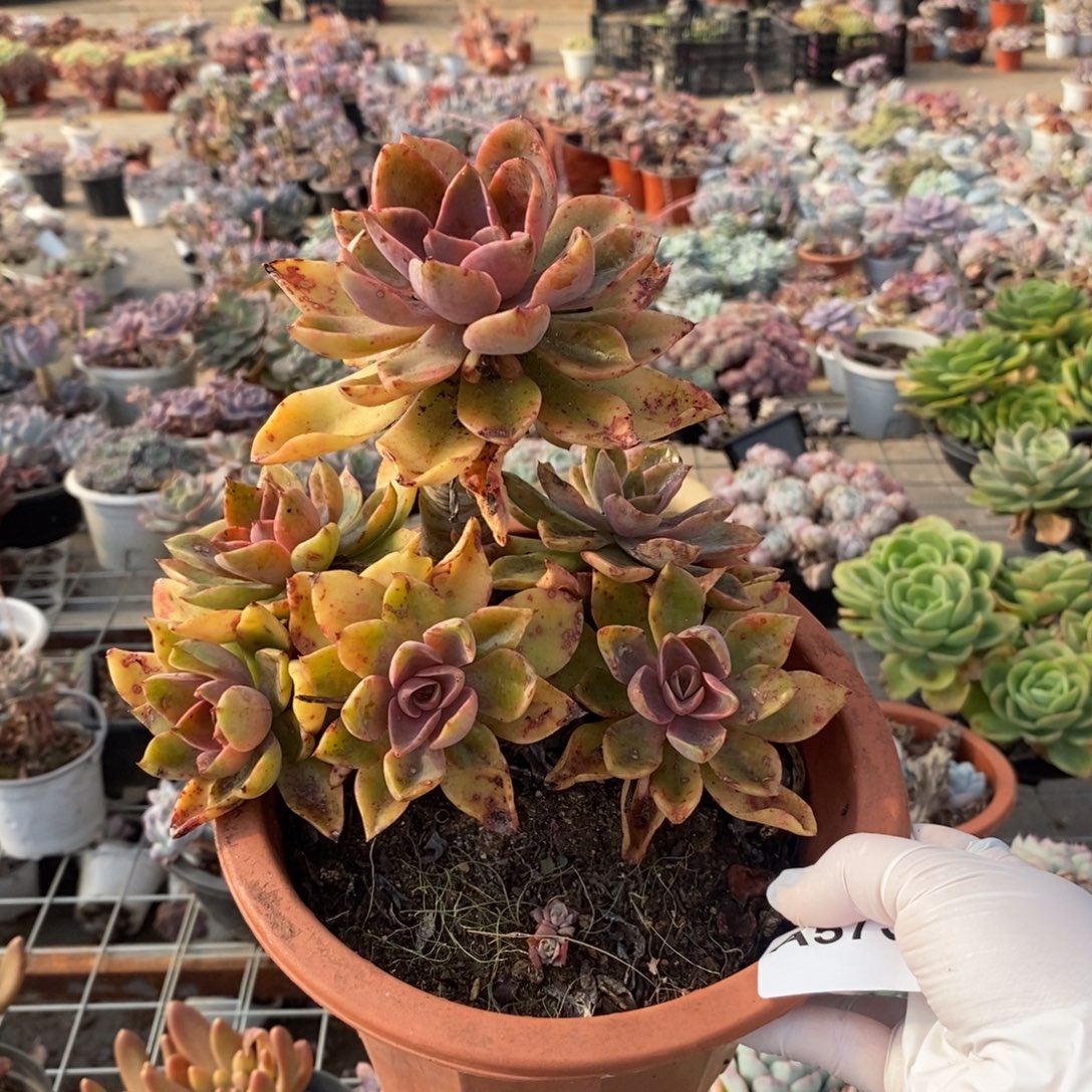 575紫气东来一物一拍