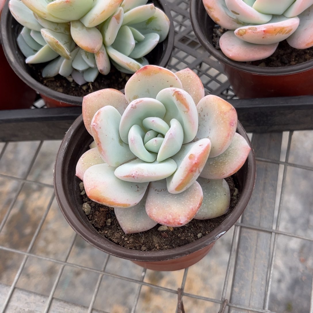 静*多肉植物的生长发育