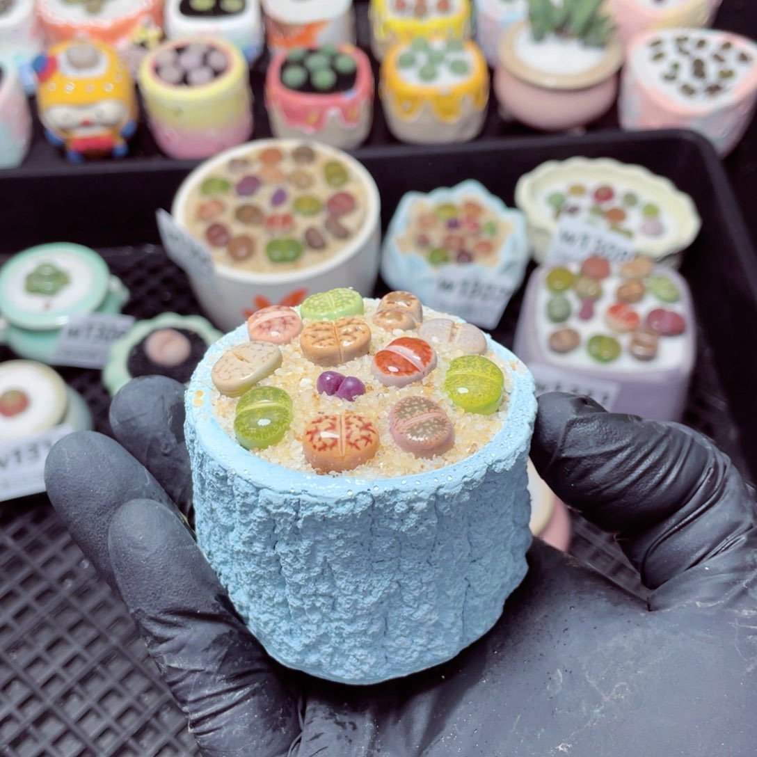 w1316--带盆土发货，零下地区拍保温箱