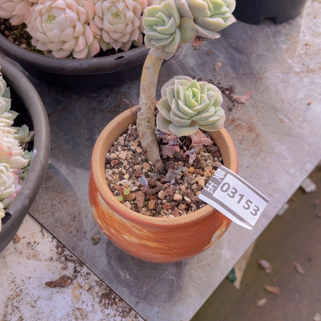 可爱玫瑰多肉植物03153