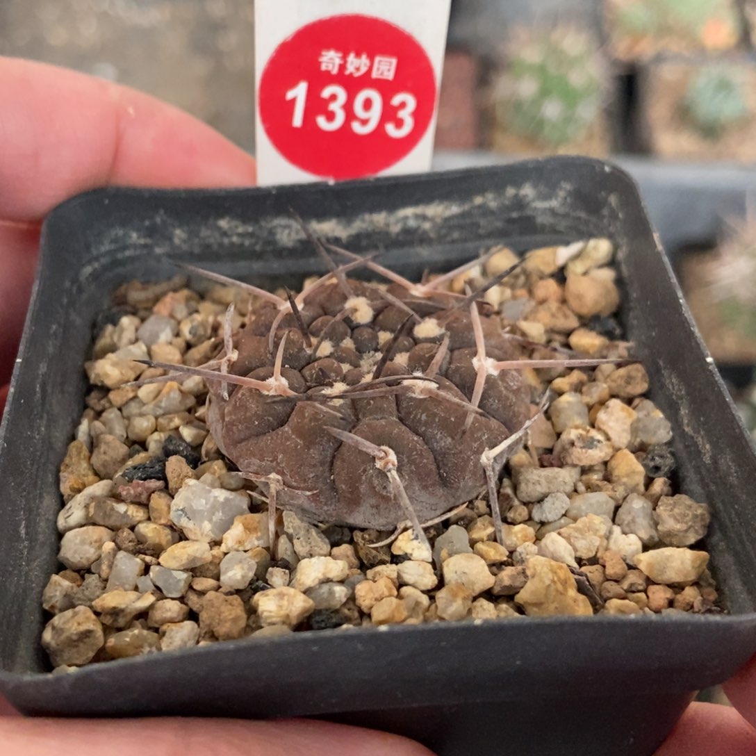 实生武勋丸3.4cm一棵