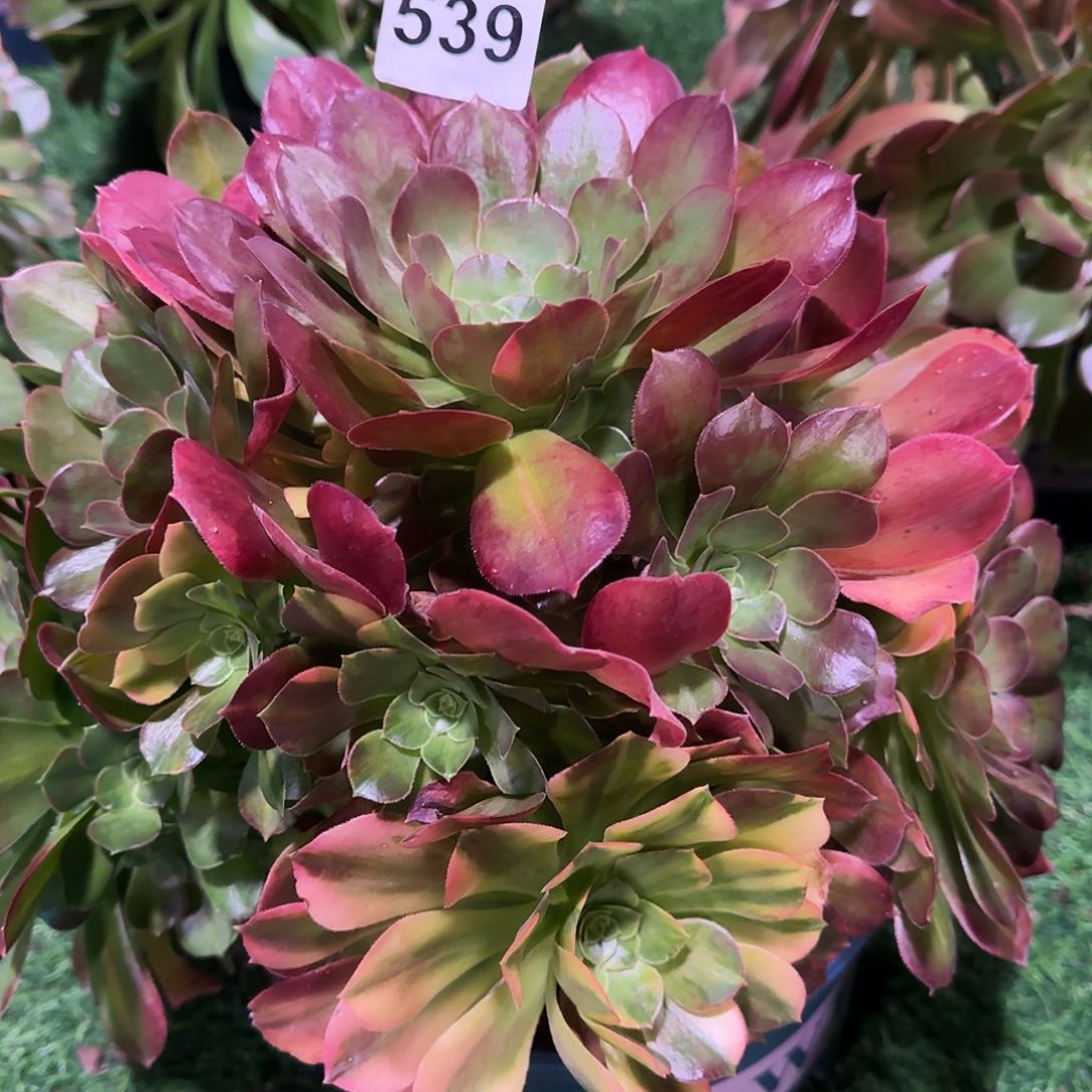多肉植物七彩539