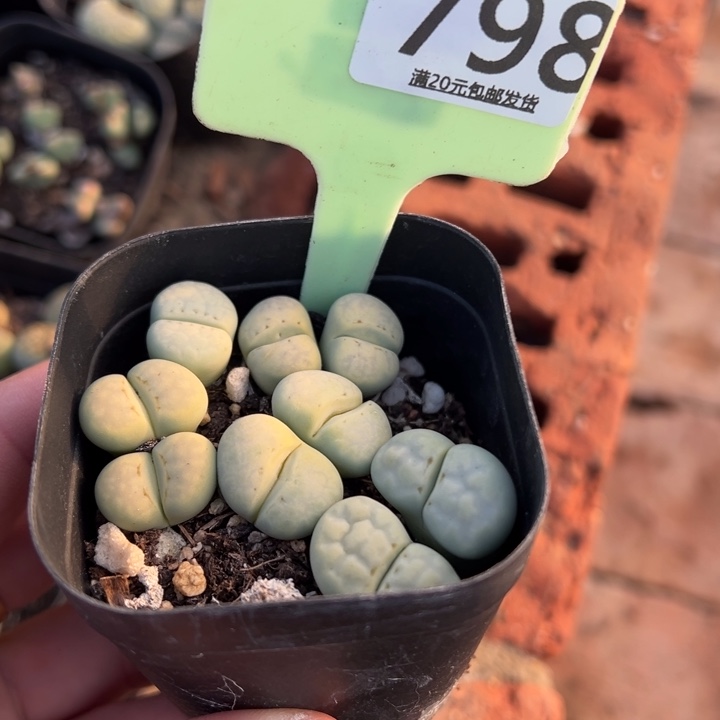 ****沫生石花等植物的生长发育798