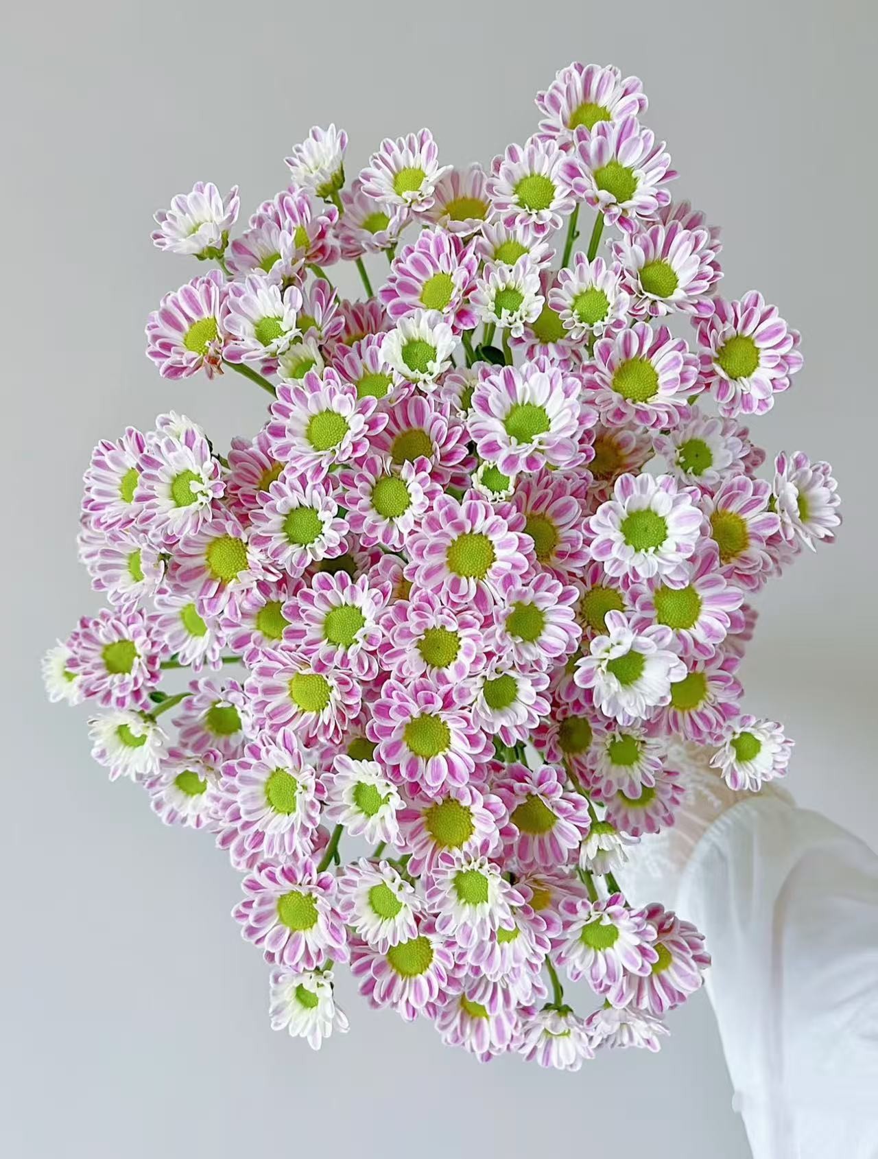 【斑纹粉】多头鲜花小菊云南昆明基地直发精品鲜家庭水养插花