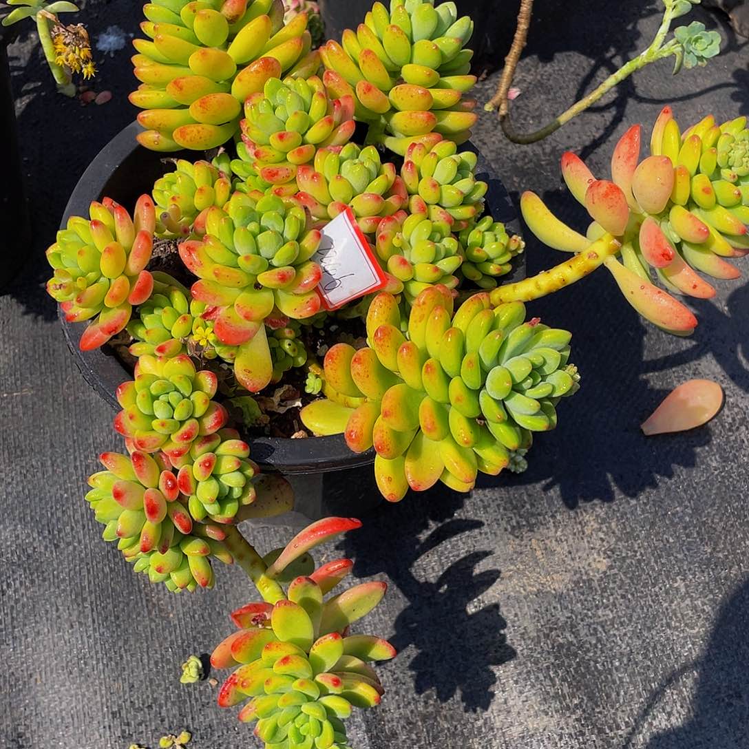 香格里拉多肉植物2246