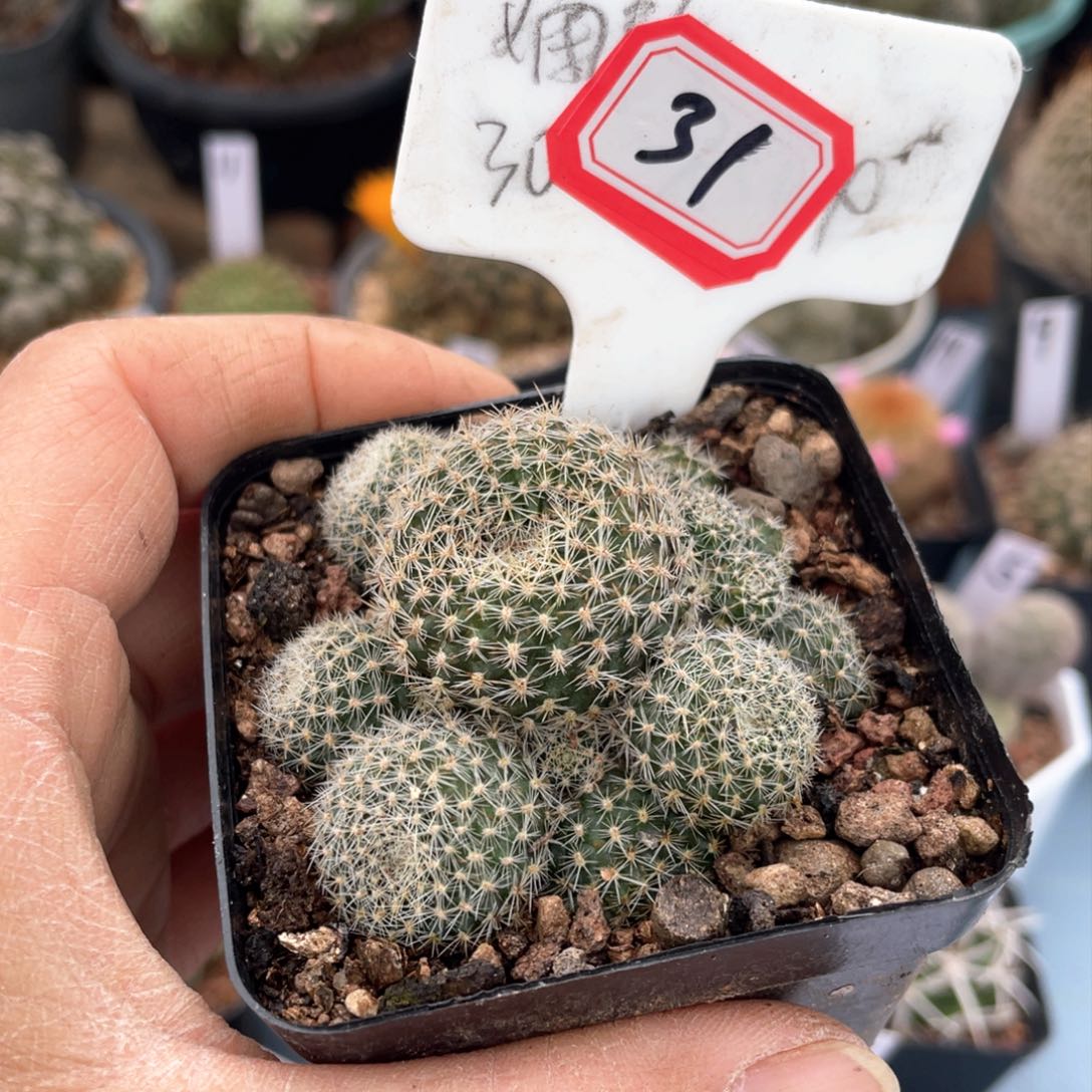 钱**多31往事多肉园仙人球