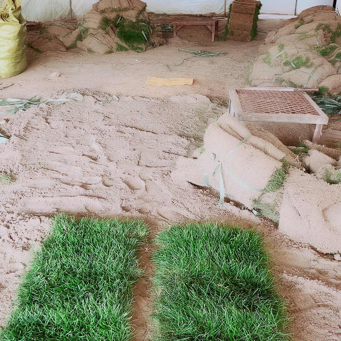 桦***）无花朵四季青草坪包邮价格！？