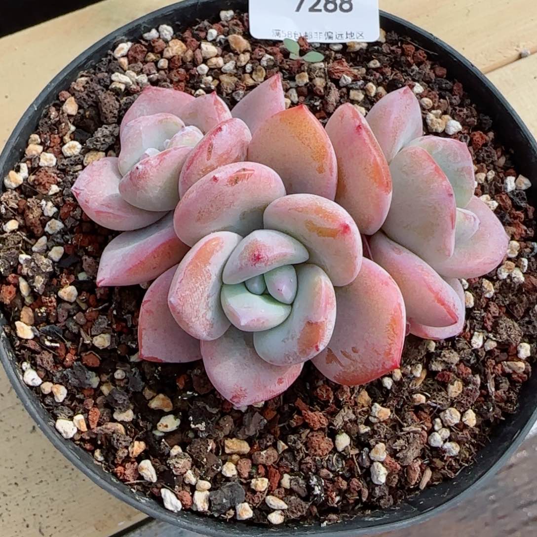 奶茶，7288多肉植物