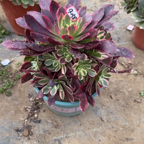17-138金丝多肉植物