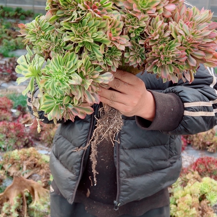 红袖醉话35号多肉法师