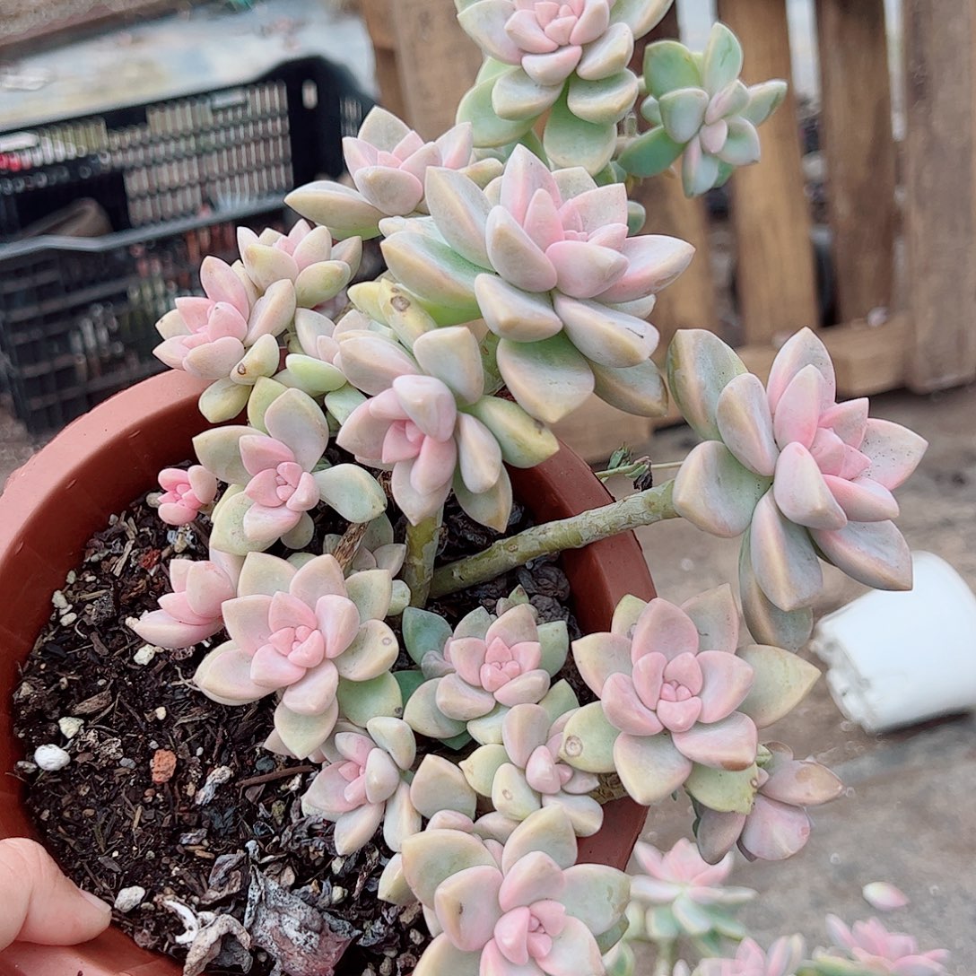 紫雾多头造型精品特价特大红盆