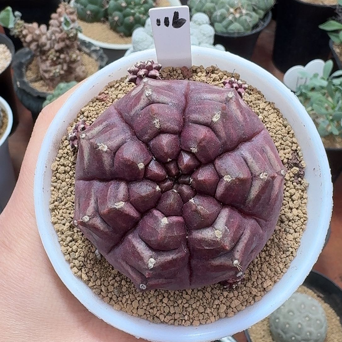 小***鱼116号梦想仙人球123