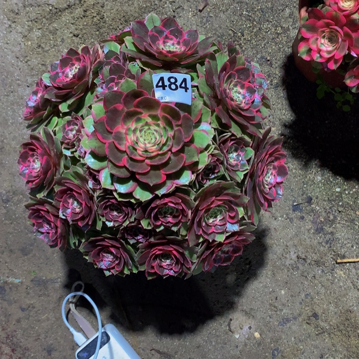 霞***！无花朵粉花妖484000000