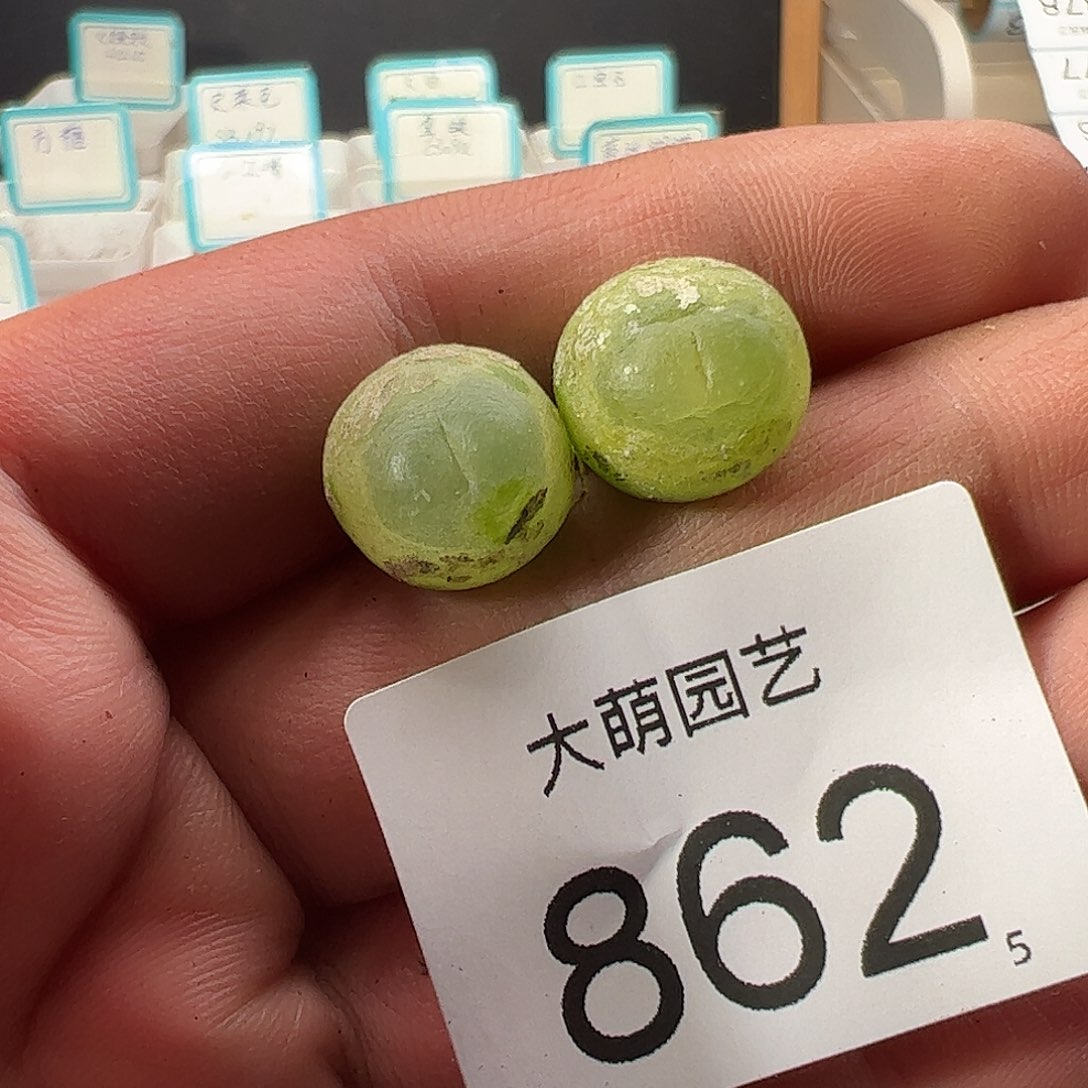 0000862 一物一拍……