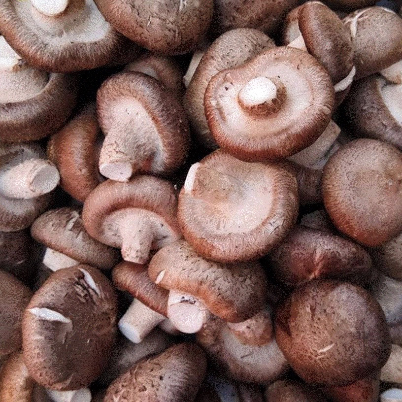 香菇肉厚香浓爆炒 500g蘑菇