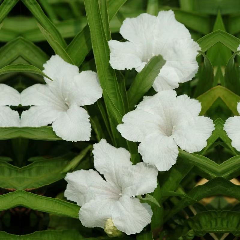 翠芦莉多年生芦莉草耐旱耐热室外庭院花卉蓝花草紫花水生工程大苗