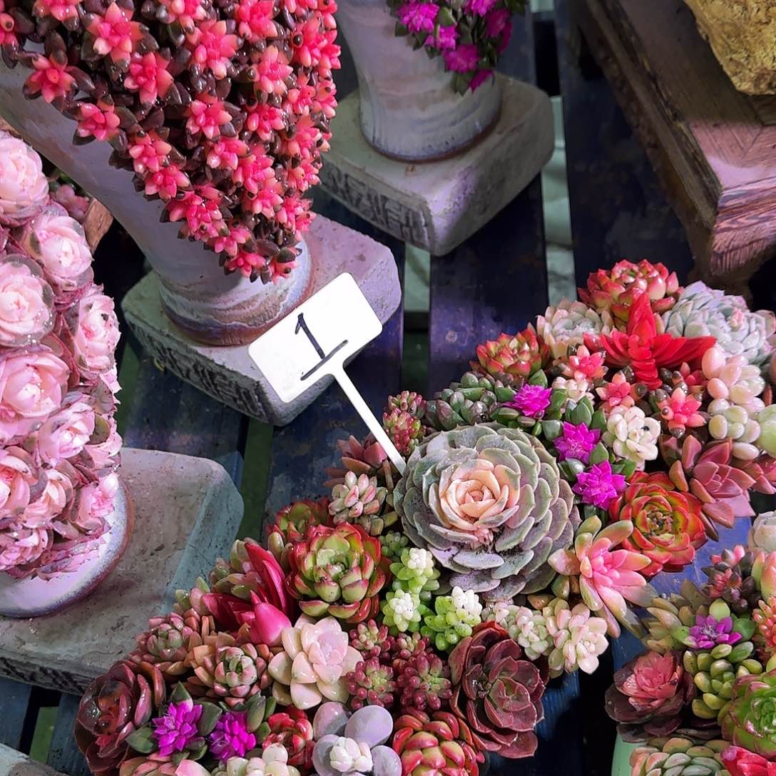 这个是大长条多肉植物